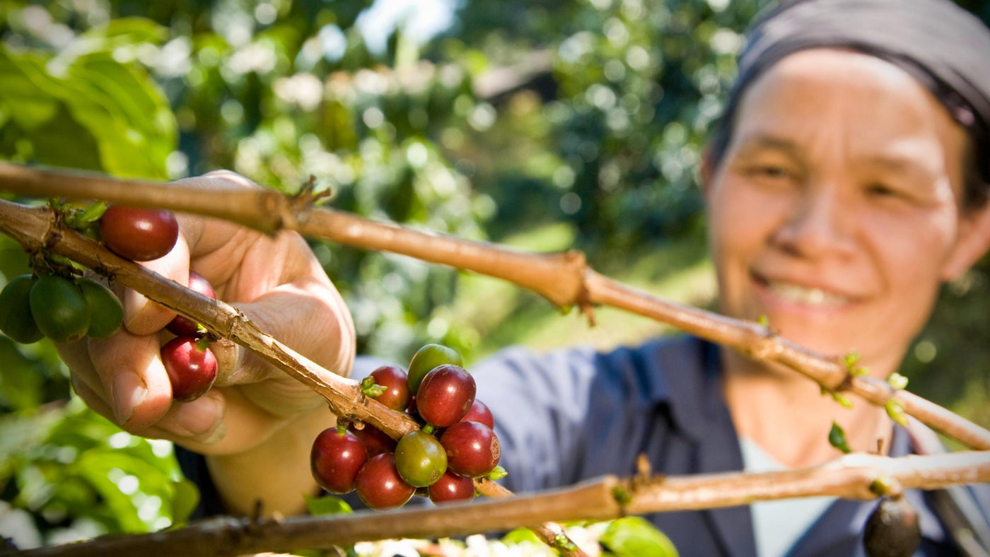 Coffee farmer picking coffee cherries