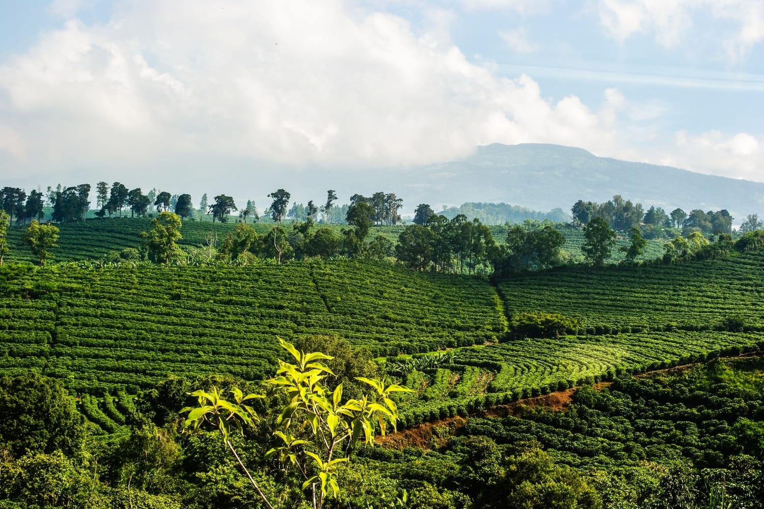 Sustainable coffee farm in Costa Rica