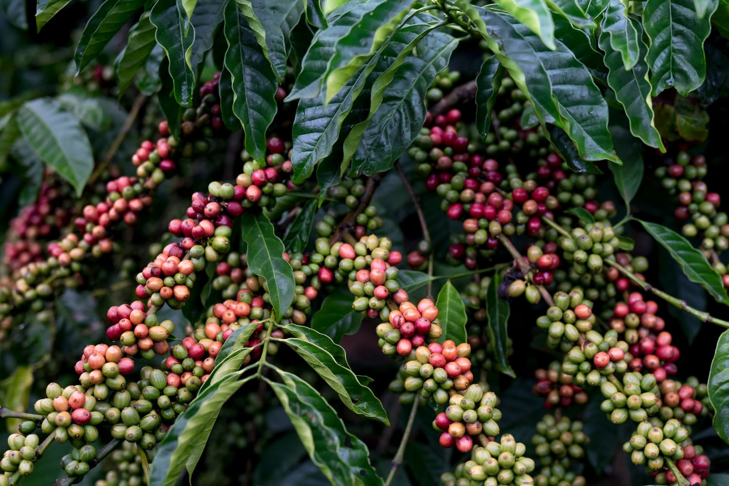 Coffee cherries
