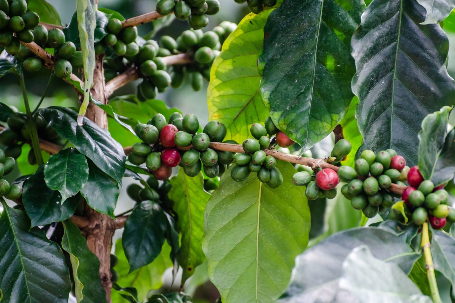 Ethiopia Heirloom variety coffee
