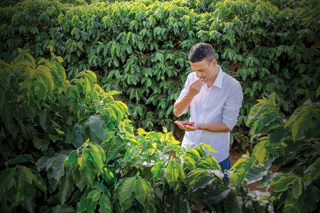 Brazilian coffee producer tasting the cherries