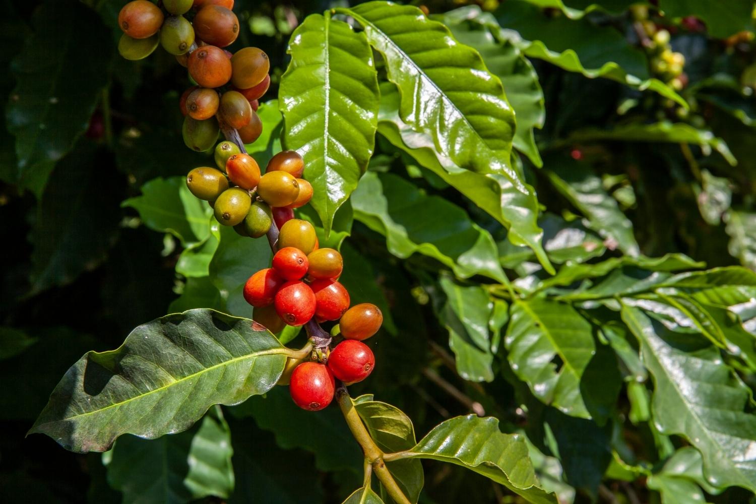 Brazil Catuai coffee