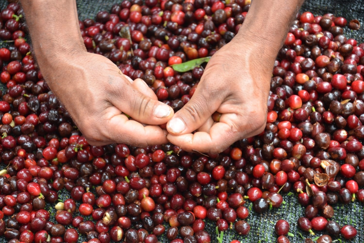 Fair Trade Organic Colombian Coffee