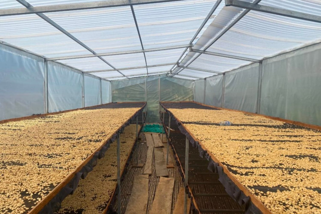 Peru decaf coffee drying