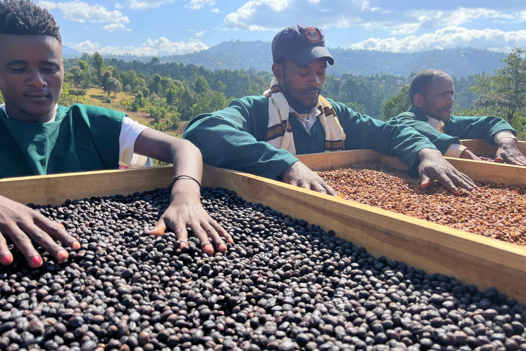 Coffee producers sorting coffee cherries in drying beds