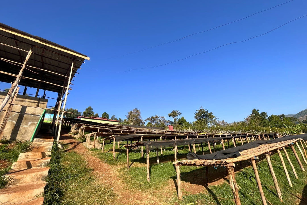 Coffee cherries drying at a processing station in the Sidama region, Ethiopia