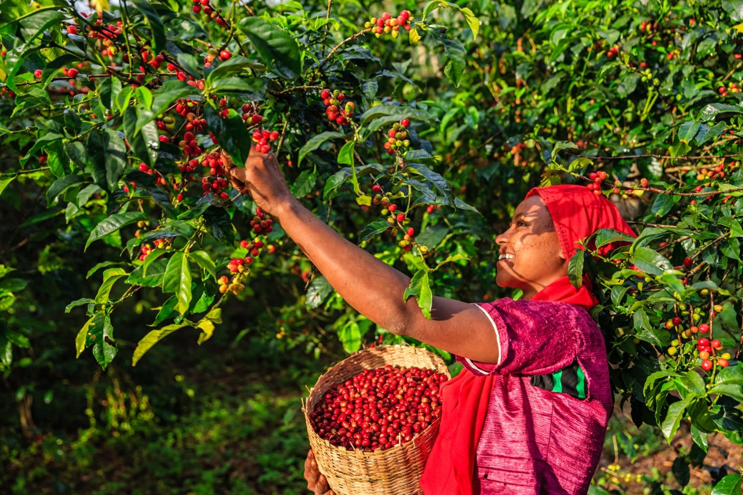 Ethiopian coffee farmer collecting berries from a coffee plant