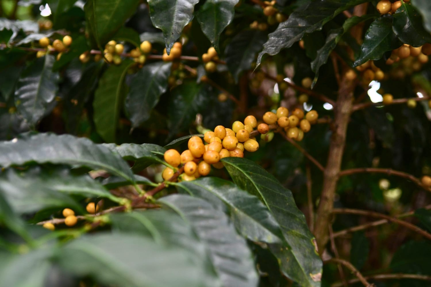 Yellow coffee cherries from Honduras