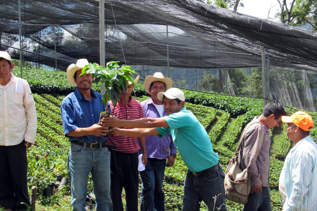 Coffee producers in Chiapas, Mexico