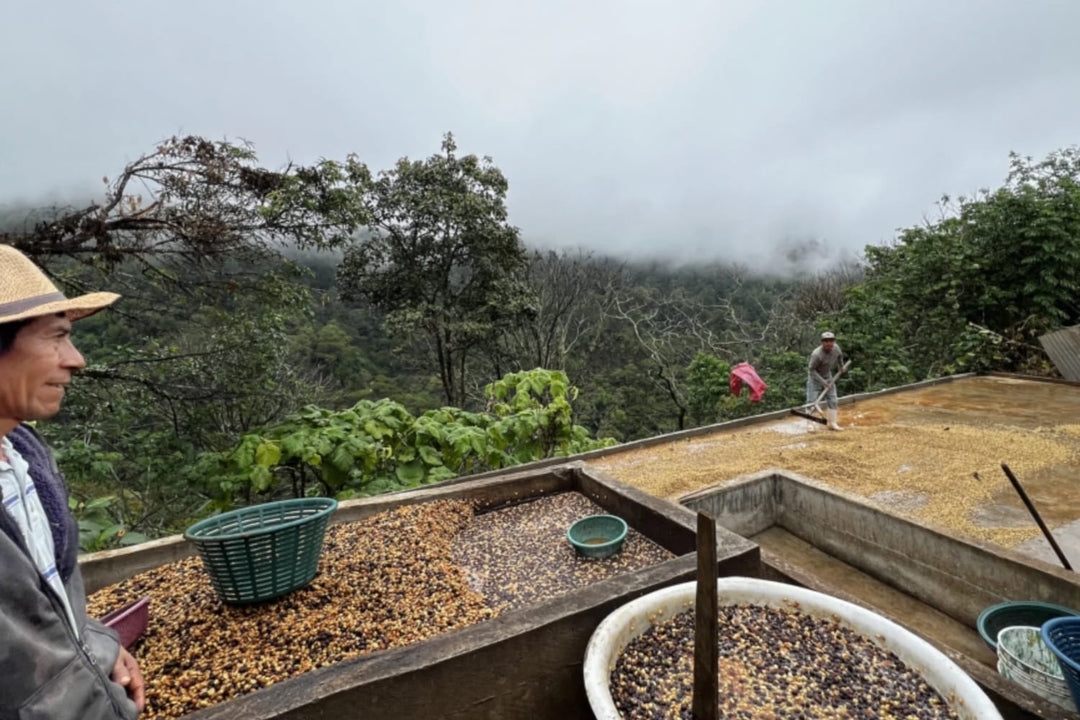 Coffee mountains in Chiapas, Mexico
