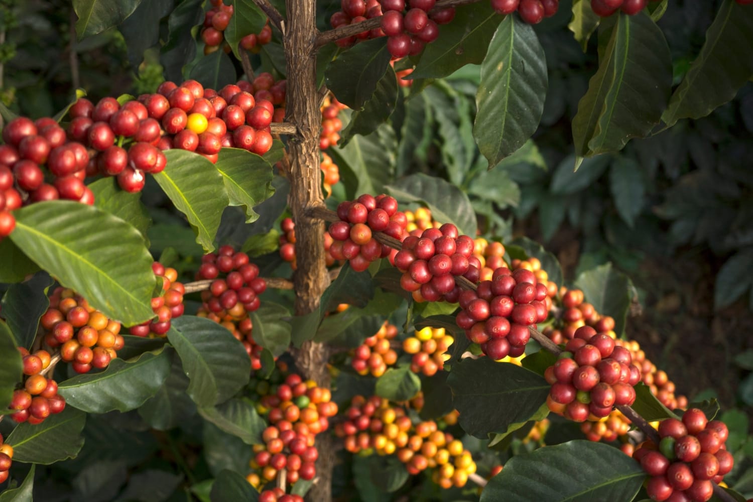 Tree of coffee with its branch full of beans