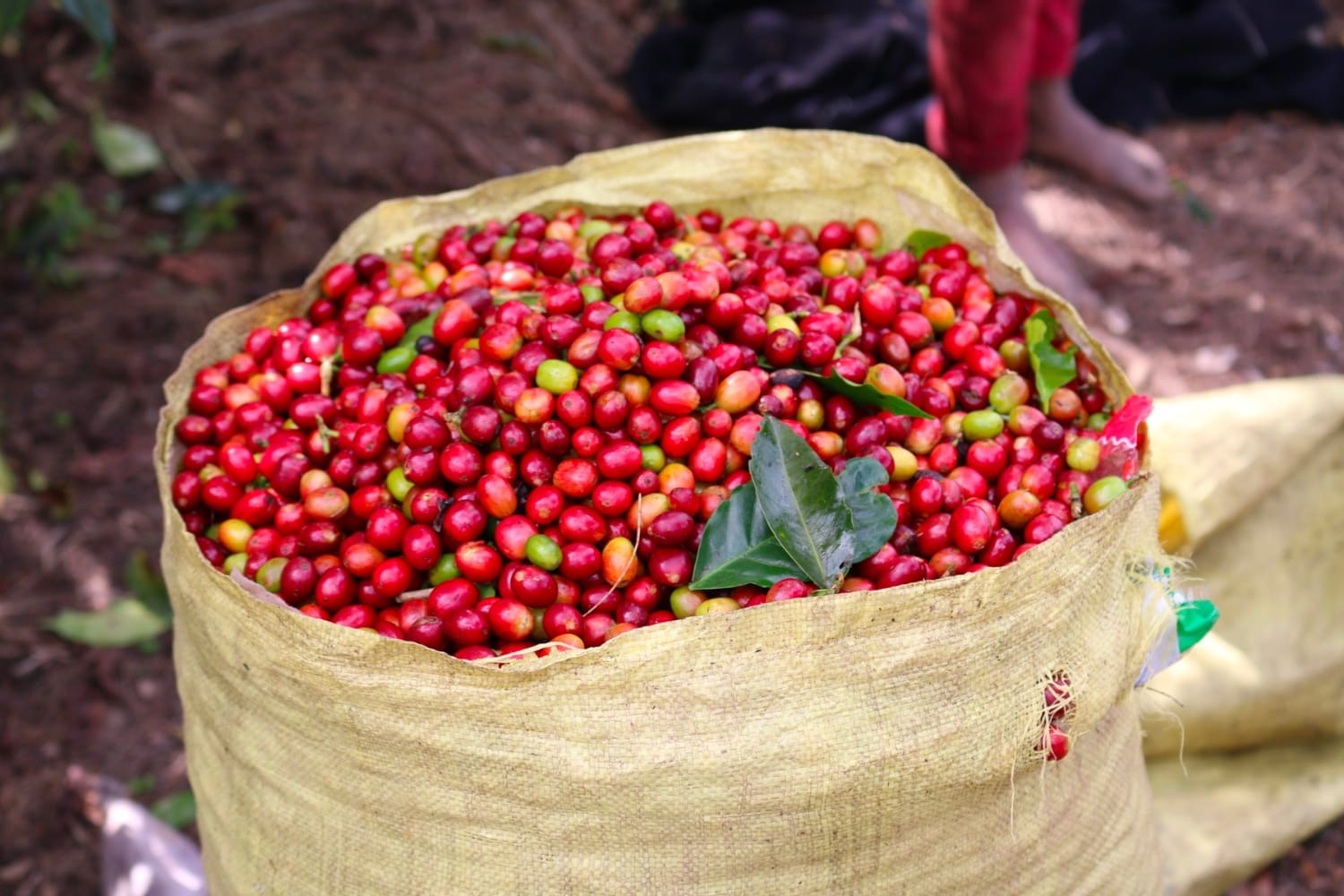 Coffee cherries from Papua New Guinea