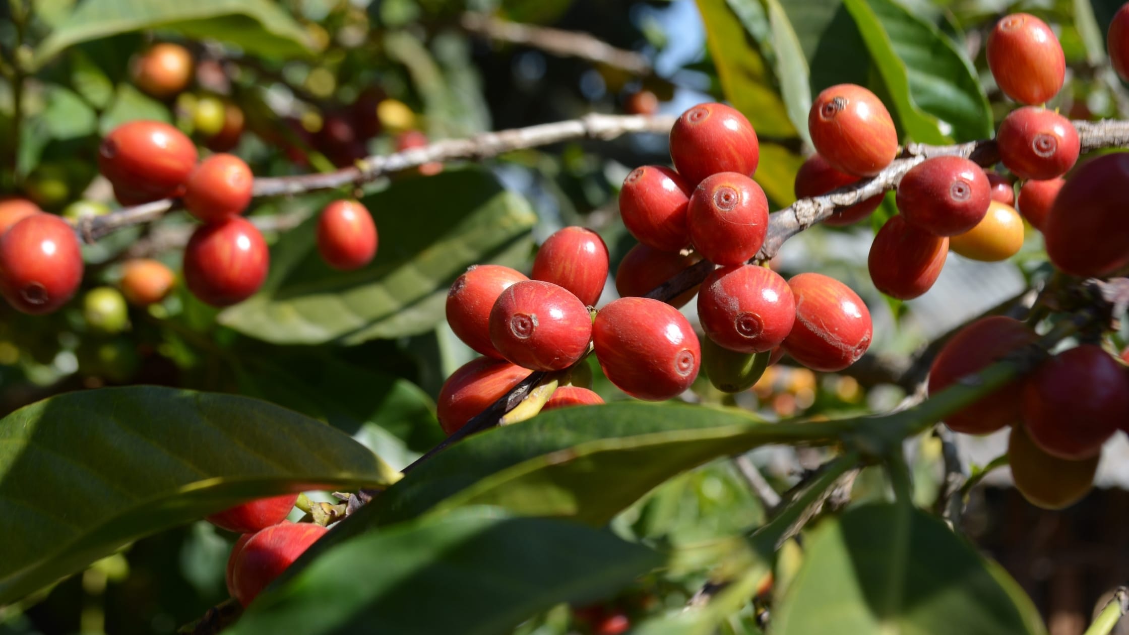 Ethiopian specialty coffee