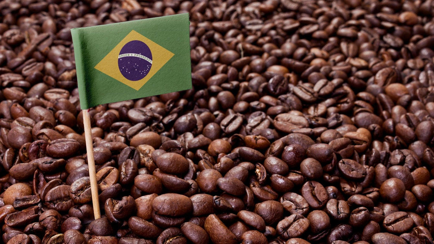 Brazilian coffee beans