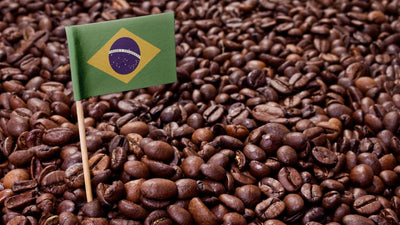 How Brazilian Specialty Coffee is Different From Other Coffees