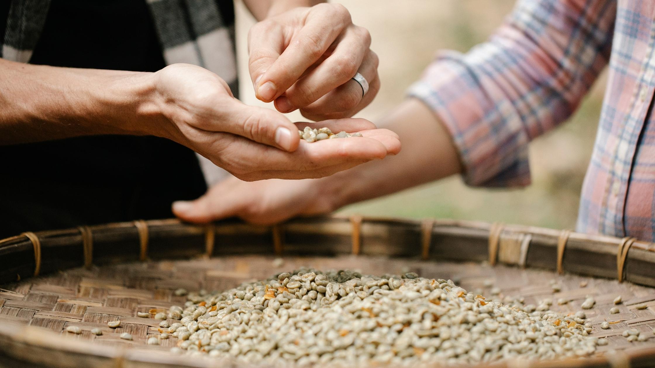 Coffee bean classification and grading