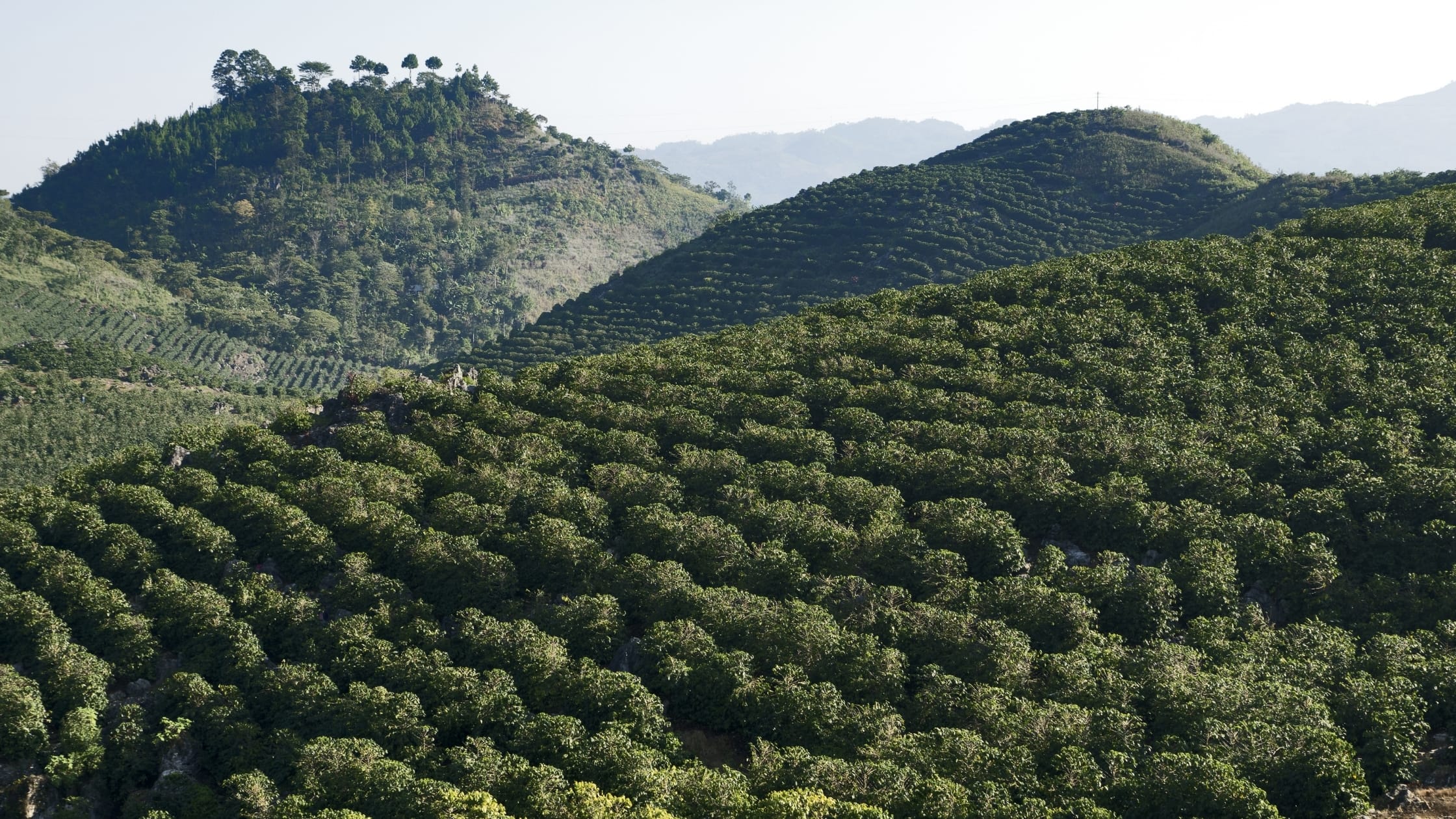 Coffee mountain in Guatemala