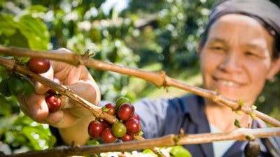 How Sustainability Connects to Coffee and Why It Is Important