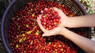 5 Reasons You Must Indulge in Costa Rican Coffee