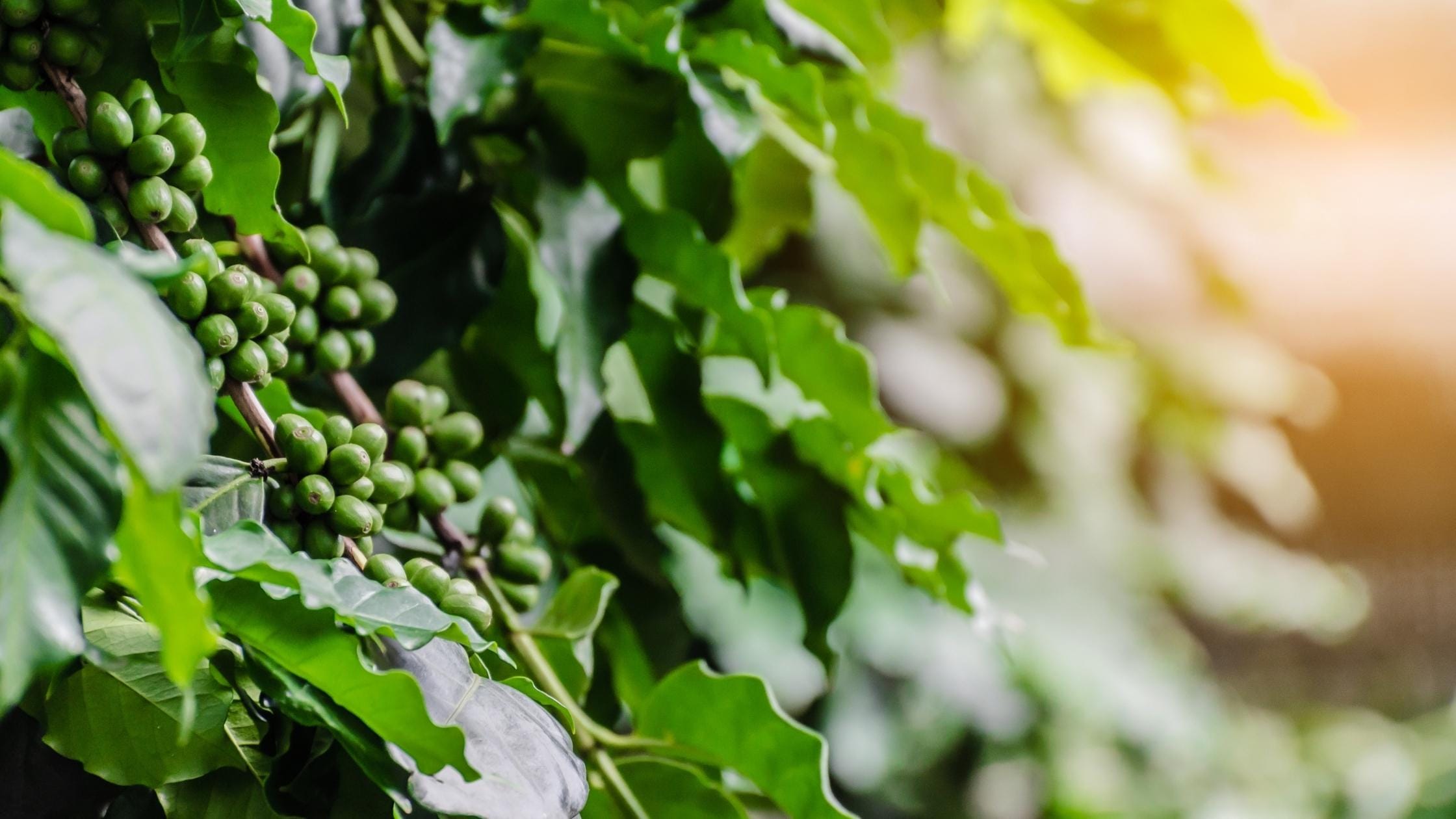 Ethiopian coffee tree