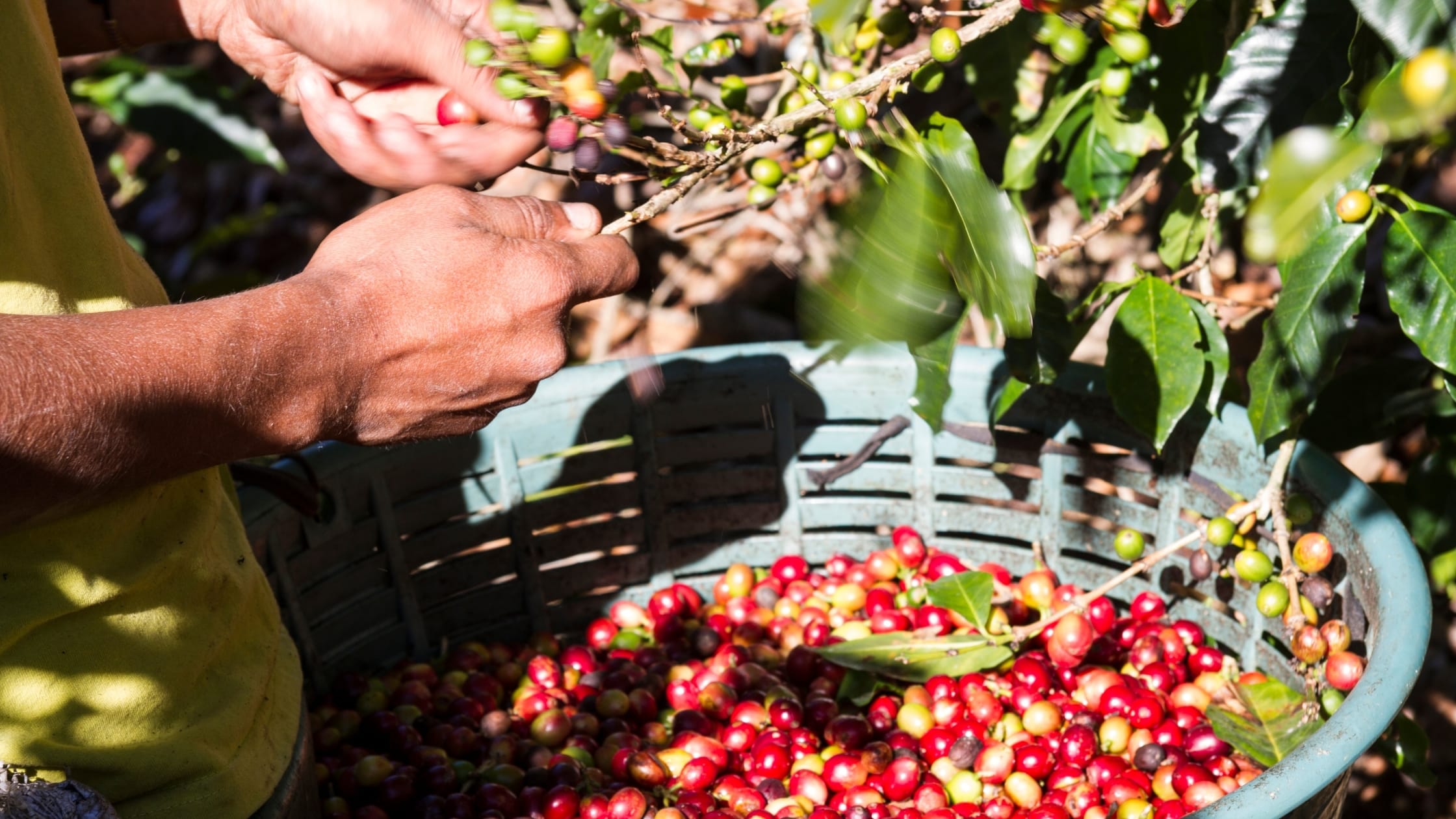 Single origin coffee and blends