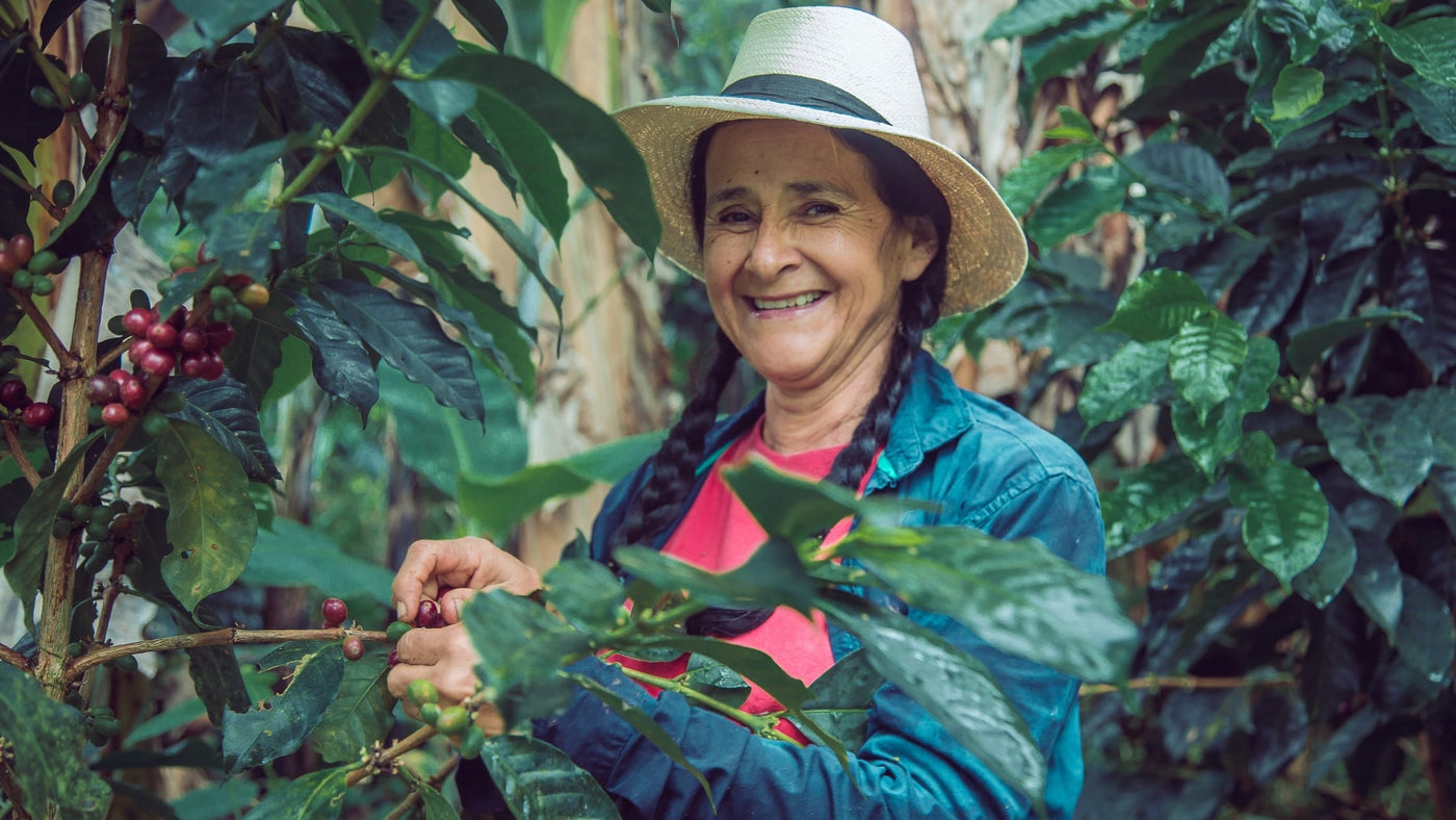 Colombian Farmer Picking Coffee