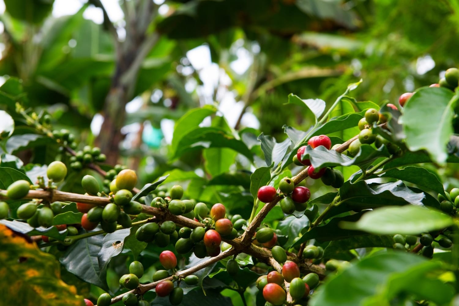 Decaf Colombia Palmera Specialty Coffee
