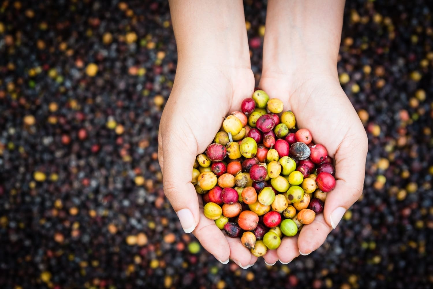 Guatemala Manos de Mujer specialty coffee