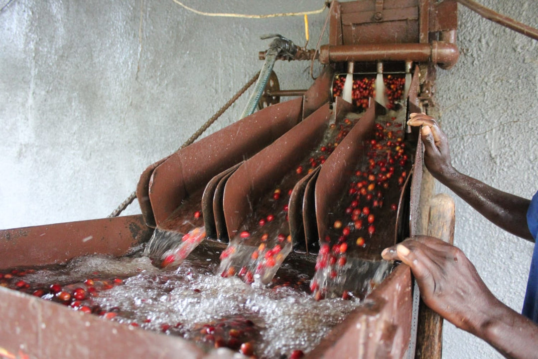 Coffee washing station in Kayanza, Burundi