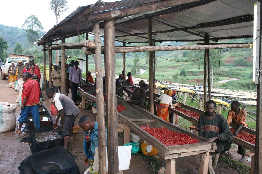 Coffee producers at the Gakenke Station in Burundi