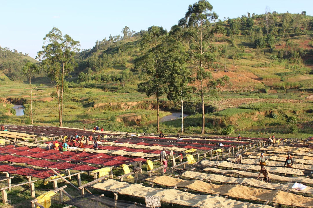 Kayanza Province in Burundi, top coffee-producing region in the country