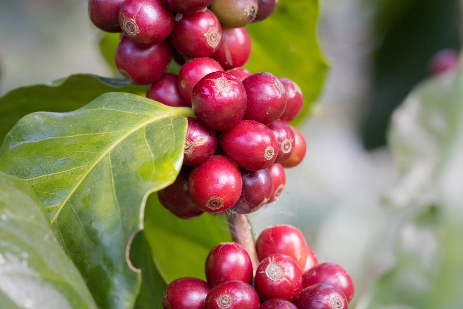 Coffee cherries from a farm in Burundi