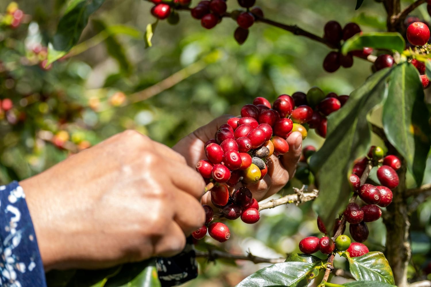 Coffee cherries in Tolima, Colombia
