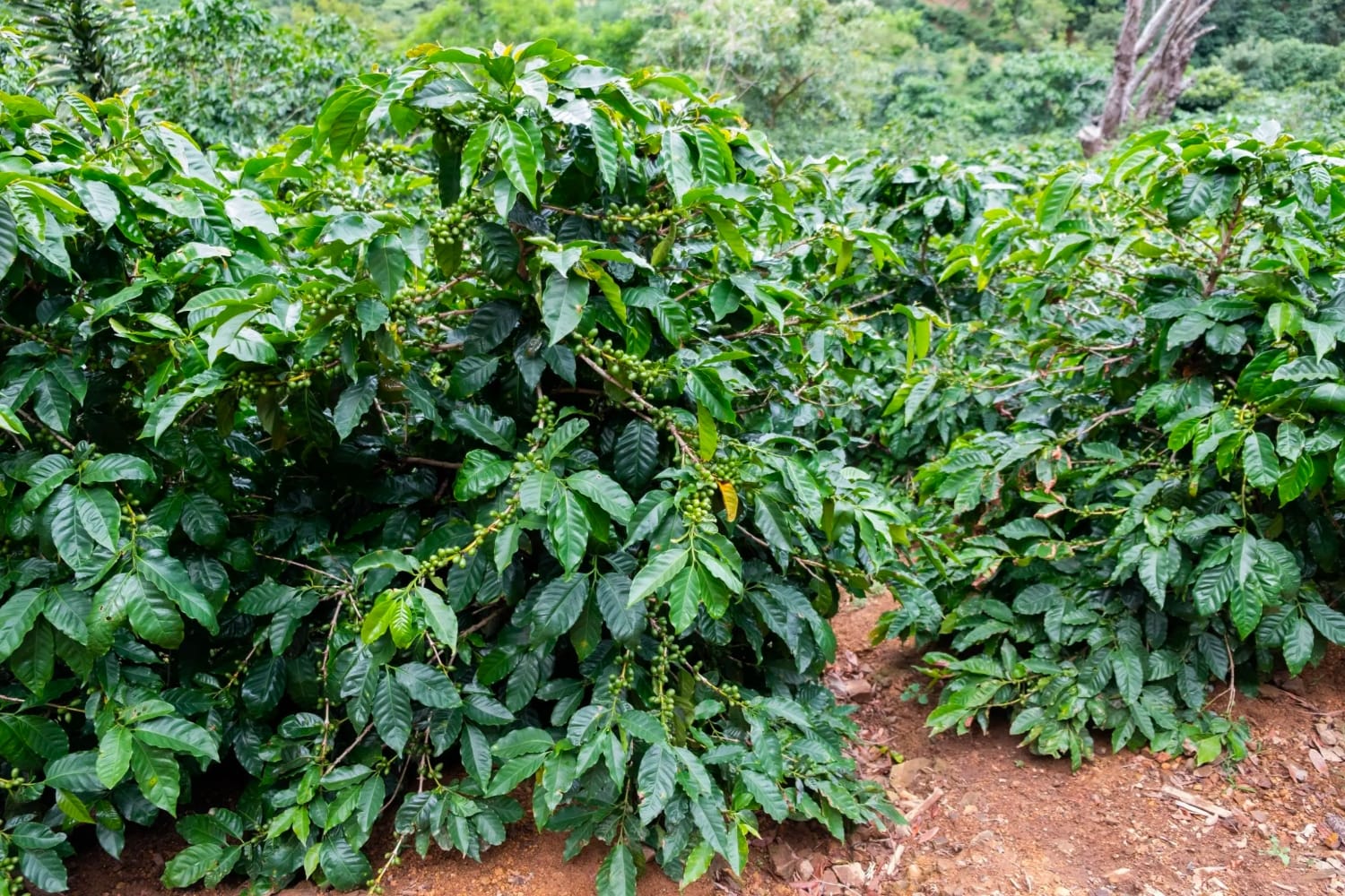 Coffee trees in Costa Rica