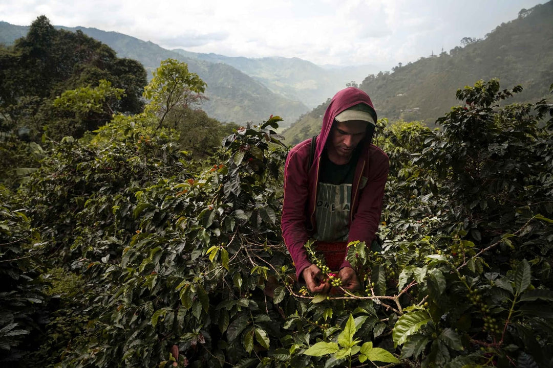 Coffee farmer in the mountains of Tolima, Colombia