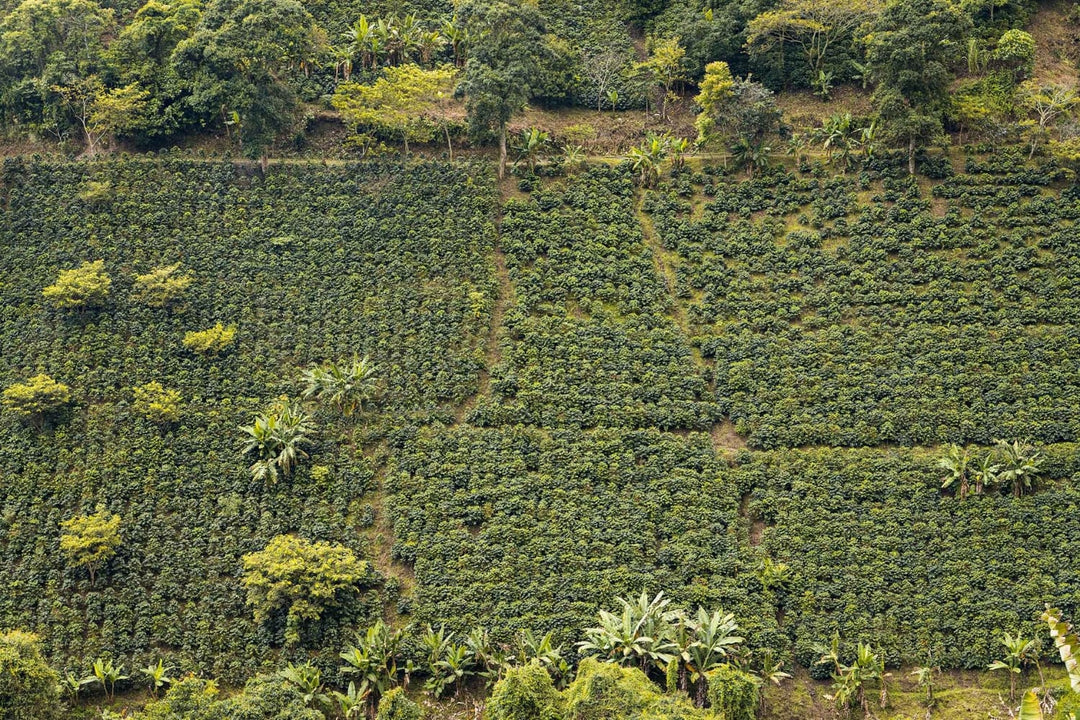 Coffee region in Colombia