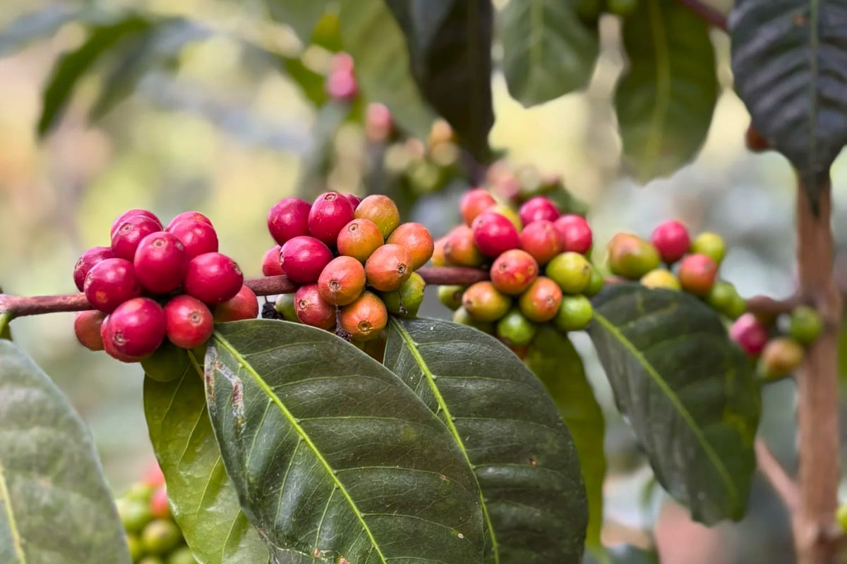 Ethiopia Bette Buna coffee cherries