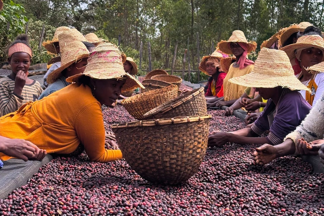 Ethiopia Bette Buna coffee farmers