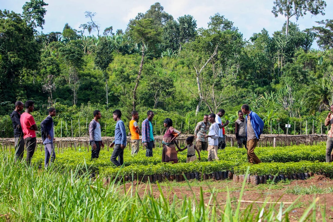 Ethiopia Bette Buna coffee region