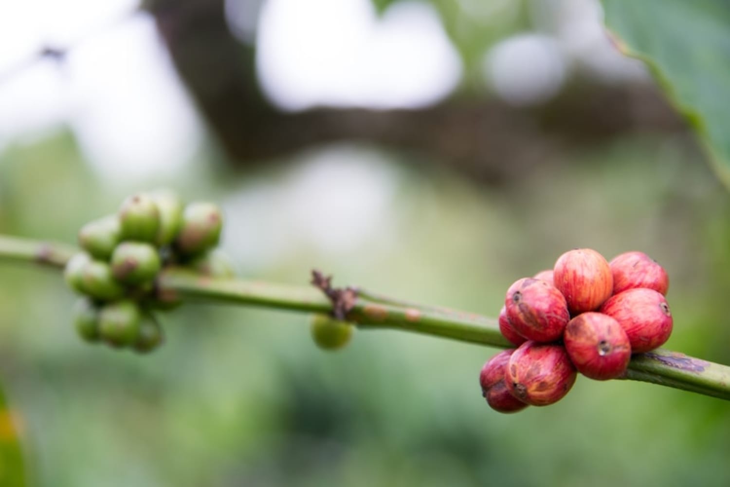 Coffee cherry from Sumatra