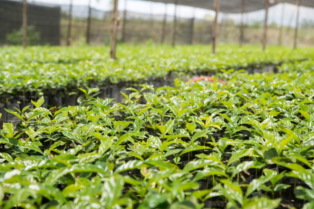 Coffee farm in Sumatra