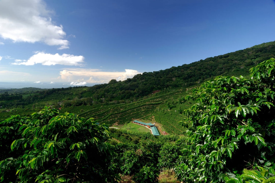 Coffee farm